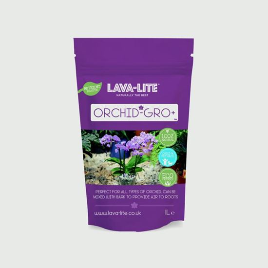 lava-lite-orchid---gro