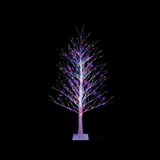 premier-12m-birch-tree-rainbow
