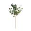 premier-eucalyptus-stem